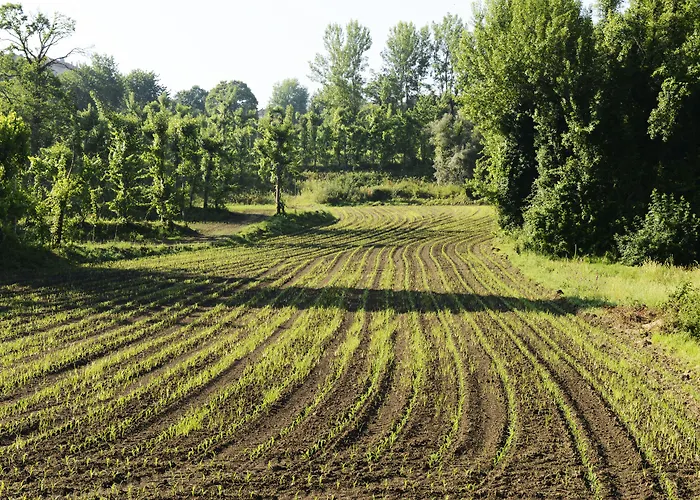 Vale De São Torcato Rural Guimarães
